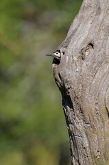 Green barred Woodpecker in forest environment,  La Pampa province, Patagonia, Argentina.