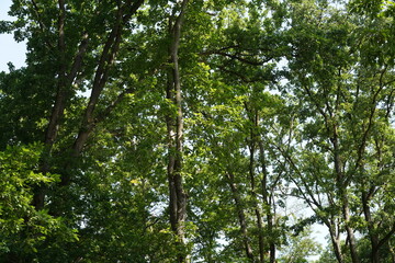 Fototapeta premium Baumlandschaft im Grunewald in Berlin im Sommer