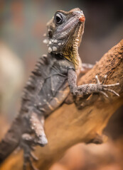 bearded dragon lizard
