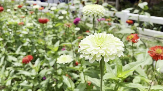  Flowers zinnia elegans. Flowers in the garden. Assortment of pink-shaded zinnias in a flower patch. Vines of zinnia elegans flowers in the field with sunflowers and wildflowers, field, blooming, red