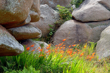 Crocosmia,  Rosa-Granitküste, Perros-Guirec,  Bratagne,  Frankreich