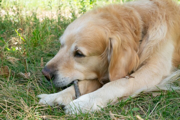 cute dog in the outdoor