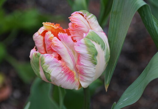 Closeup of a beautiful pink, white and green single tulip flower at full bloom in the Spring - Powered by Adobe