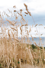 cereals on the background of the sea