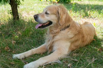 cute dog in the outdoor