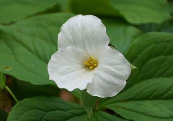 Closeup of the Great White Trillium flower, also known as White Wake-robin with the scientific name Trillium grandiflorum.