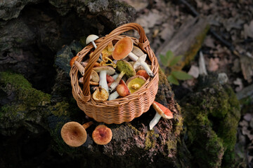 Wicker basket with fresh edible mushrooms in forest, abstract nature background. Beautiful image of wild nature. autumn harvest season, picking fungi. wild Forest aesthetics