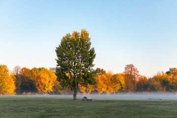 autumn foggy morning in warsaw park at dawn