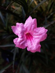 Obraz premium Close-Up of Pink Ruellia Flower with Detailed Petal Texture