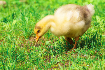Funny cute little goose in green grass outdoors.
