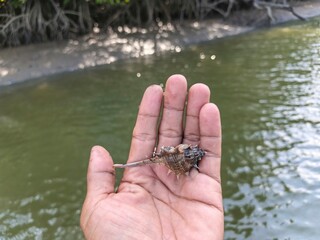 Close up, in someone's hand there is a klomang snail shell with a blurred natural background