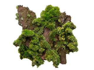 Moss or Mosses on a pine bark, Green moss on a tree bark isolated on white background, with clipping path