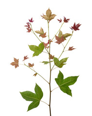 Acer foliage, Colorful maple leaves, isolated on white background with clipping path