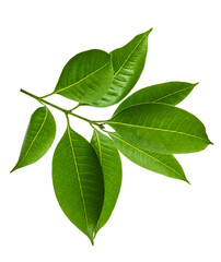 Green leaves, Small green foliage on twig isolated on white background with clipping path