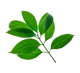 Green leaves, Small green foliage on twig isolated on white background with clipping path