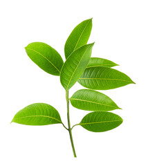 Green leaves, Small green foliage on twig isolated on white background with clipping path