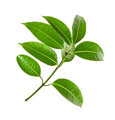 Green leaves, Small green foliage on twig isolated on white background with clipping path