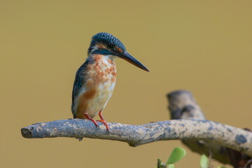 Common Kingfisher (Alcedo atthis) perching on a branch, Common kingfisher (alcedo atthis) in natural habitat