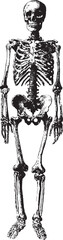 Skeleton anatomy in monochrome style. Realistic human bone vector illustration for educational and medical use.