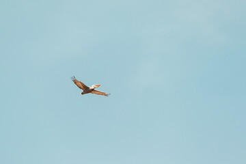 Majestic pelican soaring gracefully against a vibrant blue sky, capturing the essence of nature's beauty and the freedom of flight