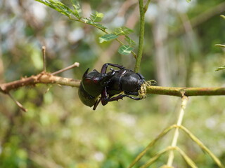 Detail of two male and female rhinoceros beetles mating on a tree branch in a closeup photo