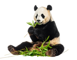 Giant panda bear sitting and eating fresh green bamboo leaves isolated