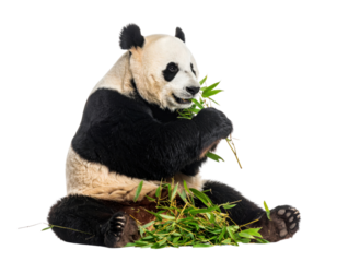 Giant panda bear eating fresh bamboo leaves while sitting peacefully on transparent background showcasing natural wildlife behavior.