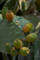 Close-up of ripe prickly pears on cactus plant in Sicily