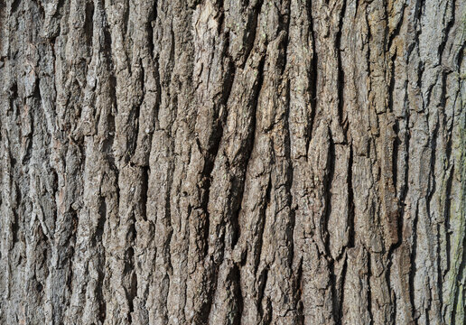 Tree bark texture pattern, old tree trunk close up