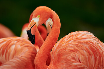 Caribbean flamingo in artificial habitat.
The Caribbean flamingo (Phoenicopterus ruber) is a species of bird from the flamingidae family. 
Four flamingo species are distributed throughout the Americas