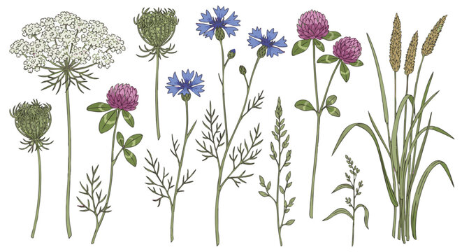 Detailed Botanical Wildflower and Grasses Hand-drawn Vector Collection, Queen Anne's Lace, Cornflower, Clover, Meadow, Nature, Summer.