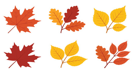 Fototapeta premium Colorful collection of autumn leaves vector illustration, Maple Leaves, Oak Leaves, Birch Leaves, Fall Foliage, Autumn Season, Isolated Elements.