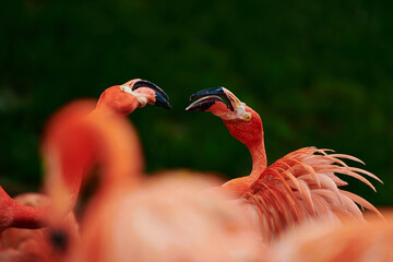 Caribbean flamingo in artificial habitat.
The Caribbean flamingo (Phoenicopterus ruber) is a species of bird from the flamingidae family. 
Four flamingo species are distributed throughout the Americas