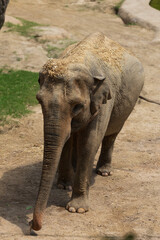 A large elephant at the zoo