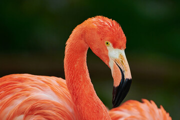Caribbean flamingo in artificial habitat.
The Caribbean flamingo (Phoenicopterus ruber) is a species of bird from the flamingidae family. 
Four flamingo species are distributed throughout the Americas