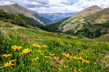 Colorful alpine meadow thrives in Herman Gulch in the Colorado Rocky Mountains. Yellow daisy wildflowers dominate the foreground. Distant peaks under cloudy sky.