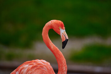 Caribbean flamingo in artificial habitat.
The Caribbean flamingo (Phoenicopterus ruber) is a species of bird from the flamingidae family. 
Four flamingo species are distributed throughout the Americas
