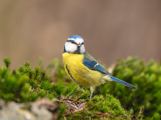 Mésange ( Avec accentuation, Réduire le bruit )