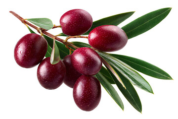 Olive fruit with leaves isolated on a white background