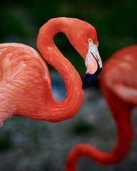Caribbean flamingo in artificial habitat.
The Caribbean flamingo (Phoenicopterus ruber) is a species of bird from the flamingidae family. 
Four flamingo species are distributed throughout the Americas