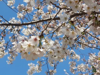 Cherry blossoms and sky in South Korea
