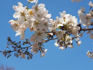 Cherry blossoms and sky in South Korea
