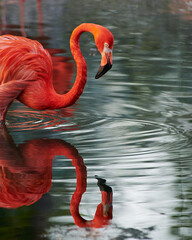 Caribbean flamingo in artificial habitat.
The Caribbean flamingo (Phoenicopterus ruber) is a species of bird from the flamingidae family. 
Four flamingo species are distributed throughout the Americas