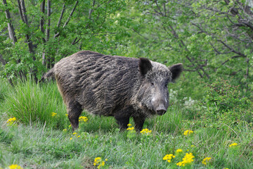 A big wild boar
