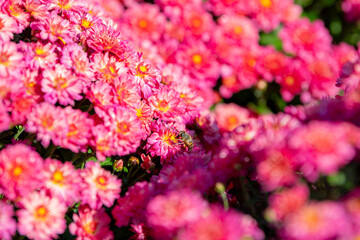 Fototapeta premium Pink chrysanthemum flowers in a close up, spring concept, chrysanthemum flowers festival