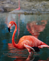 Caribbean flamingo in artificial habitat.
The Caribbean flamingo (Phoenicopterus ruber) is a species of bird from the flamingidae family. 
Four flamingo species are distributed throughout the Americas