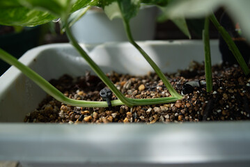 Monstera Stem Nodes in Planter with Soil Mix