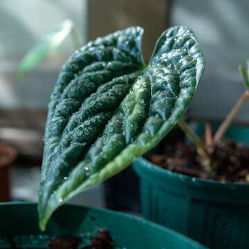 Anthurium Luxurians Leaf with Water Droplets