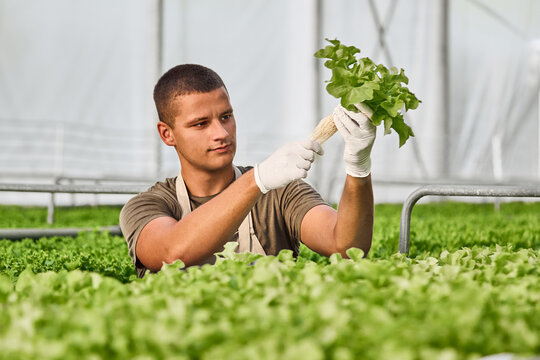 A man wearing gloves carefully inspects a head of lettuce in a modern greenhouse. Growing 100% organic green salad such as green oak, red oak, cos lettuce in hydroponic greenhouse farm without soil. 
