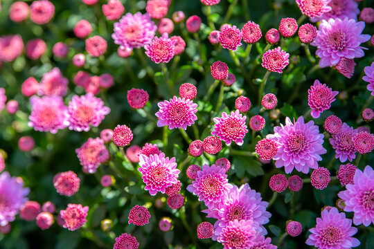 Close up macro background of the multiple orange chrysanthemum flowers, autumn concept - Powered by Adobe